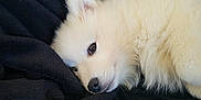 Ayoumi a rejoint le concours — aidez-le/la à gagner de superbes lots ! animal, blanket, closeup, companion, cozy, cute, dog, domestic_animal, ears, face, fluffy, fur, lying_down, nose, pet, puppy, resting, sleepy, soft, white