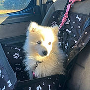 Ayoumi a rejoint le concours — aidez-le/la à gagner de superbes lots ! puppy, dog, car_seat, pet_carrier, sunlight, window, car_interior, seatbelt, white_fur, fluffy, leash, black_fabric, paw_prints, bone_prints, seat, daylight, outdoor_view, nature, trees, cute