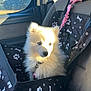 puppy, dog, car_seat, pet_carrier, sunlight, window, car_interior, seatbelt, white_fur, fluffy, leash, black_fabric, paw_prints, bone_prints, seat, daylight, outdoor_view, nature, trees, cute