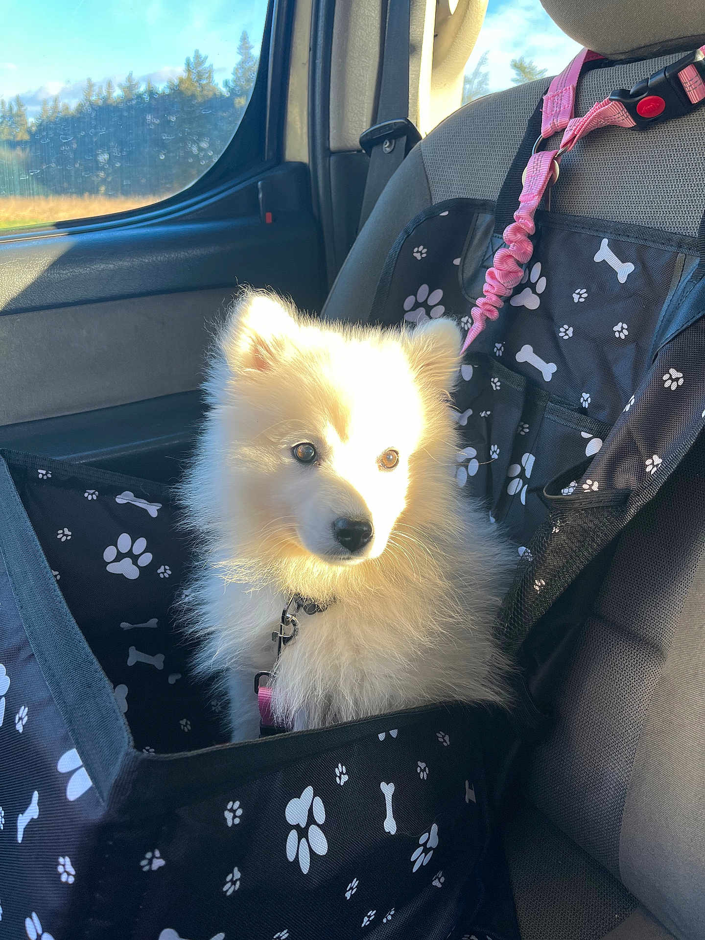 Ayoumi a rejoint le concours — aidez-le/la à gagner de superbes lots ! puppy, dog, car_seat, pet_carrier, sunlight, window, car_interior, seatbelt, white_fur, fluffy, leash, black_fabric, paw_prints, bone_prints, seat, daylight, outdoor_view, nature, trees, cute
