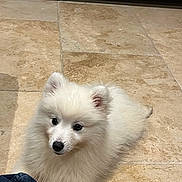 Ayoumi a rejoint le concours — aidez-le/la à gagner de superbes lots ! animal, companion, curious, cute, dog, domestic, ears, floor, fluffy, footwear, fur, indoor, looking, nose, pet, puppy, small, tile, white_fur, young