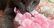 Candy joined the competition — help win amazing prizes! cat, gray_cat, pet, feline, animal, close_up, portrait, whiskers, ears, eyes, fur, pink_flowers, white_flowers, artificial_flowers, bed, indoor, cozy, sleeping_area, photography, cute