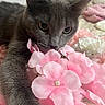 cat, gray_cat, pet, feline, animal, close_up, portrait, whiskers, ears, eyes, fur, pink_flowers, white_flowers, artificial_flowers, bed, indoor, cozy, sleeping_area, photography, cute