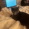 Candy joined the competition — help win amazing prizes! cat, gray_cat, pet, animal, feline, portrait, bed, blanket, fluffy_blanket, laptop, computer, screen, programming, bedroom, plush_toy, indoor, cozy, lying_down, green_eyes, photography
