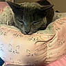 cat, gray_cat, sleeping, sleepy, pet, animal, blanket, pink_blanket, cartoon_cats, bed, cozy, indoors, laptop, computer, close_up, portrait, whiskers, ears, relaxed, cute