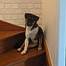 dog, puppy, tri_color, black_fur, brown_fur, white_fur, sitting, staircase, indoors, home, wood, brick_wall, banister, portrait, pet, animal, looking_at_camera, cute, serious_expression, natural_light