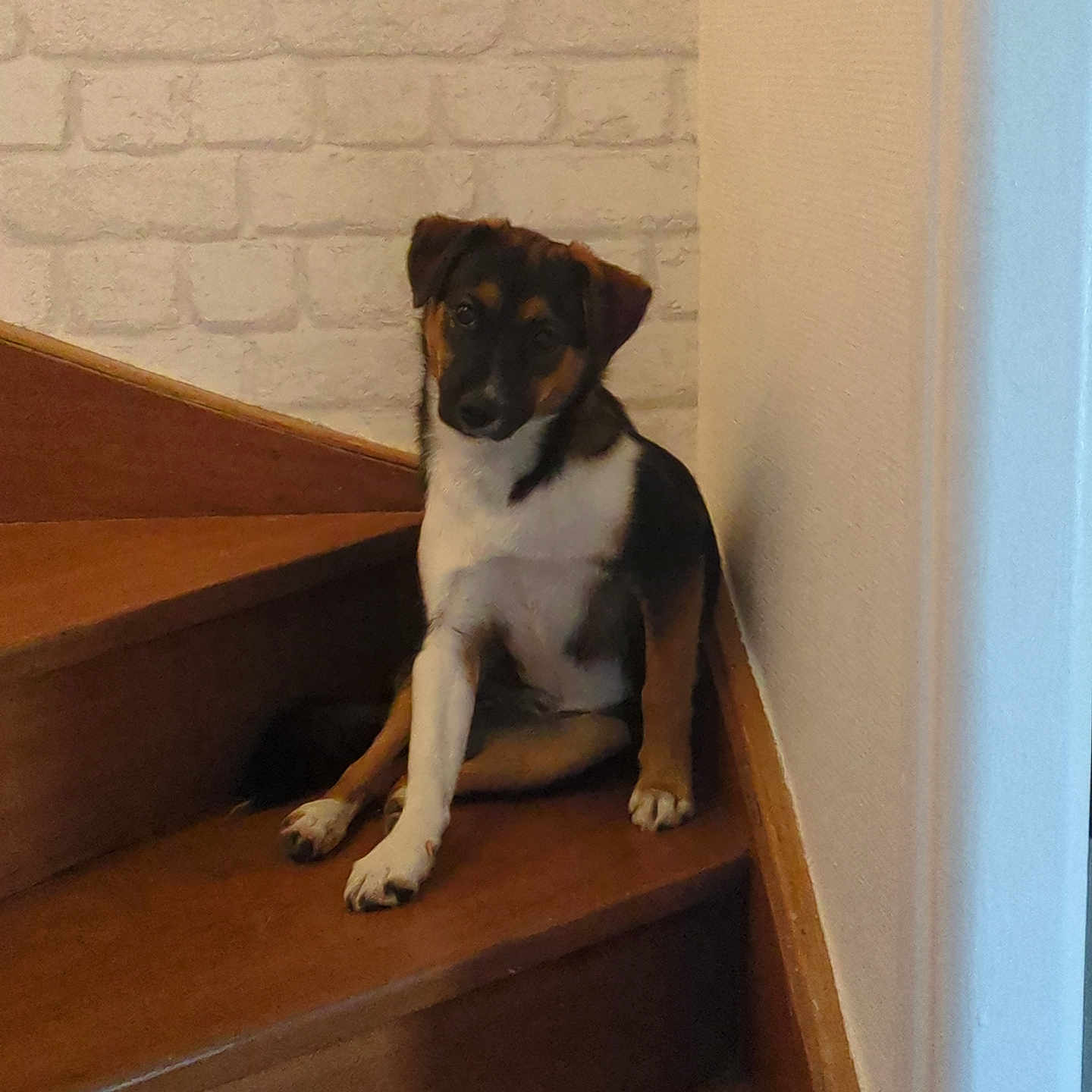 Biscuit participe au concours pour gagner de l'argent avec cette photo : dog, puppy, tri_color, black_fur, brown_fur, white_fur, sitting, staircase, indoors, home, wood, brick_wall, banister, portrait, pet, animal, looking_at_camera, cute, serious_expression, natural_light