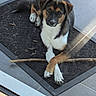 puppy, dog, tricolor, brown, black, white, animal, pet, sitting, lying_down, looking_at_camera, floppy_ears, paws, stick, doormat, tile_floor, indoors, glass, portrait, cute