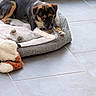 Biscuit a rejoint le concours — aidez-le/la à gagner de superbes lots ! puppy, dog, pet, black_and_tan, lying_down, pet_bed, gray_bed, dog_toy, plush_toy, indoor, tile_floor, home, relaxed, staring, floppy_ears, short_fur, cute, animal_portrait, cozy, puppy_resting