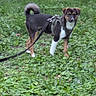 Biscuit participe au concours pour gagner de l'argent avec cette photo : dog, canine, pet, outdoor, grass, garden, greenery, leash, harness, standing, black_and_tan, white_chest, curled_tail, animal, puppy, portrait, nature, lawn, walking, alert