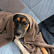 Biscuit a rejoint le concours — aidez-le/la à gagner de superbes lots ! puppy, dog, blanket, brown_blanket, cozy, cuddly, pet, animal, portrait, closeup, indoors, bedding, blue_background, geometric_pattern, lying_down, paws, black_and_tan, white_paws, cute, sleepy