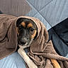 puppy, dog, blanket, brown_blanket, cozy, cuddly, pet, animal, portrait, closeup, indoors, bedding, blue_background, geometric_pattern, lying_down, paws, black_and_tan, white_paws, cute, sleepy