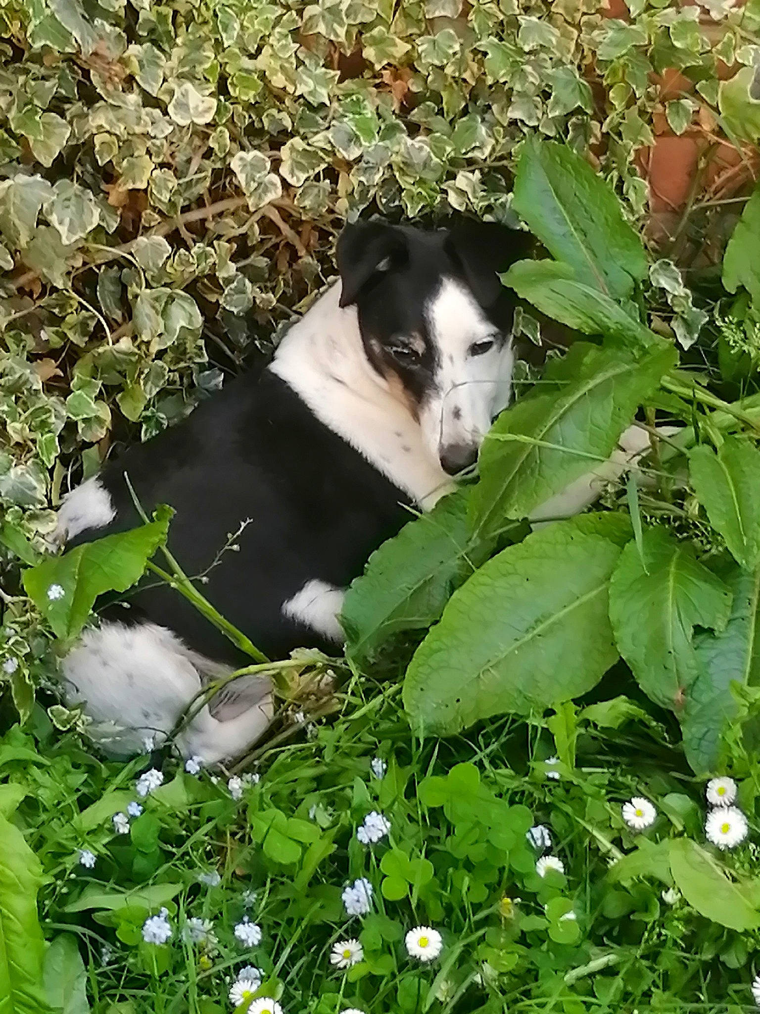 Maya