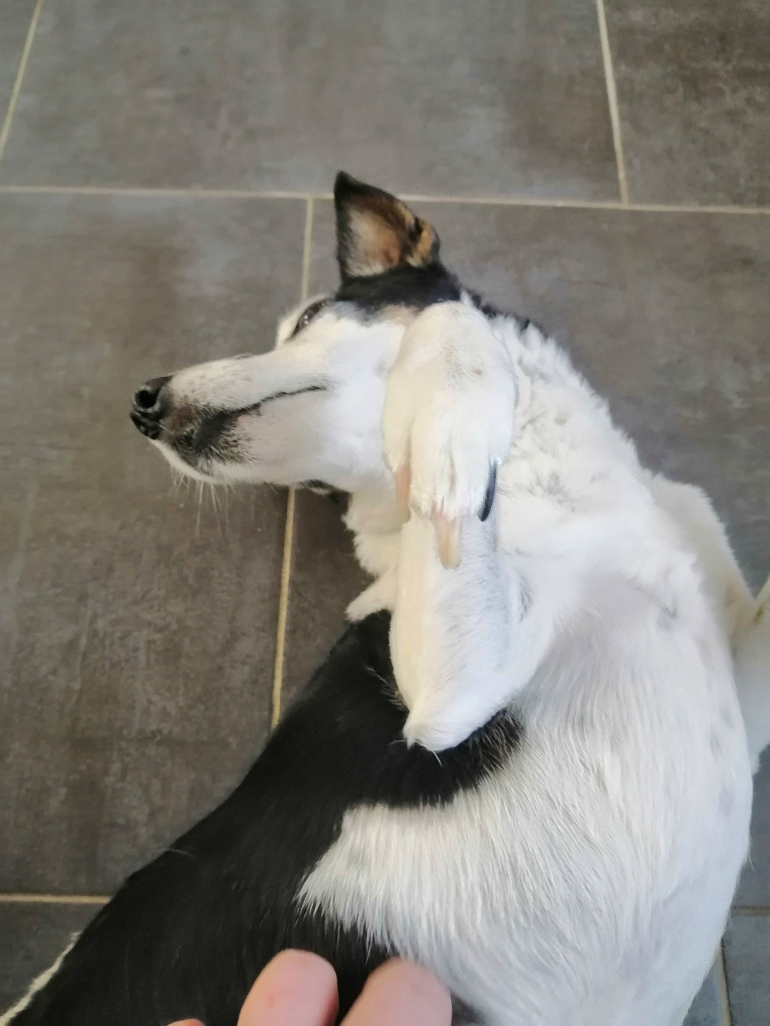 Maya a rejoint le concours — aidez-le/la à gagner de superbes lots ! canidae, carnivore, claw, collar, companion_dog, dog, dog_breed, felidae, foot, fur, herding_dog, nail, non_sporting_group, paw, sled_dog, small_to_medium_sized_cats, snout, sporting_group, tail, working_dog