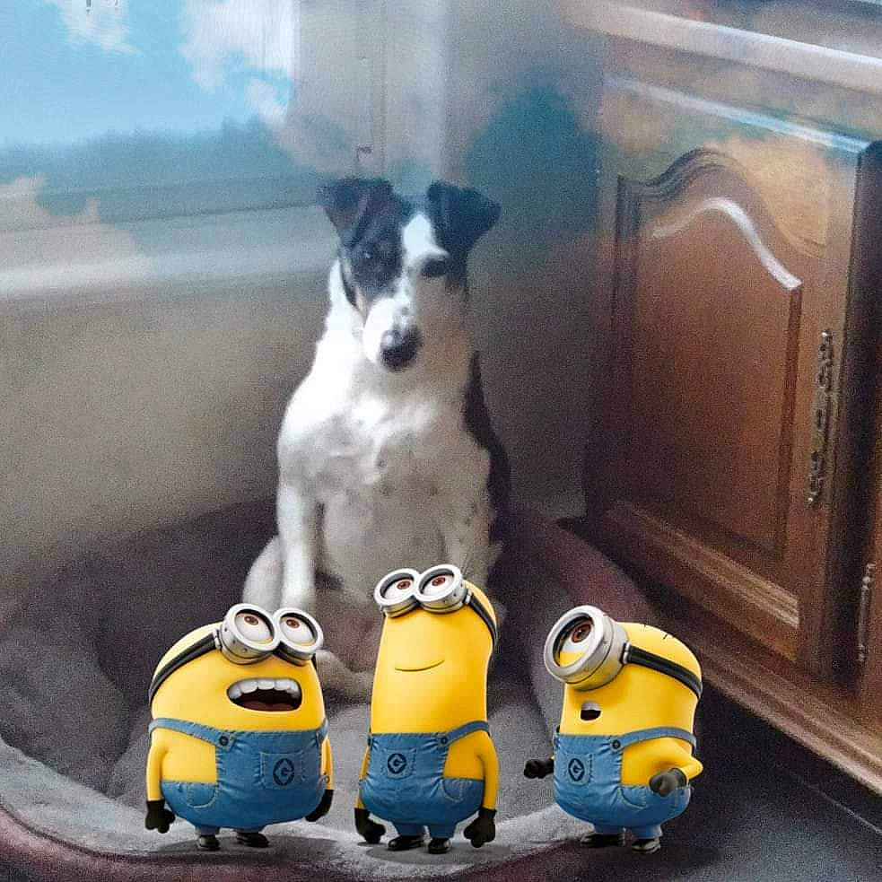 Maya a rejoint le concours — aidez-le/la à gagner de superbes lots ! automotive_exterior, bumper, canidae, carnivore, cloud, companion_dog, dog, dog_breed, eyewear, flooring, machine, metal, non_sporting_group, personal_protective_equipment, plastic, sky, snout, toy, vehicle_door, working_animal