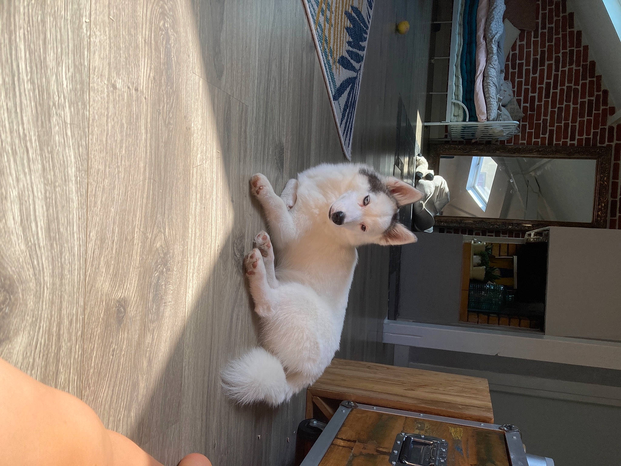 Skye a rejoint le concours — aidez-le/la à gagner de superbes lots ! canidae, carnivore, collar, companion_dog, dog_breed, fawn, felidae, flooring, fur, hardwood, non_sporting_group, room, small_to_medium_sized_cats, snout, sporting_group, stuffed_toy, tail, toy, whiskers, wood