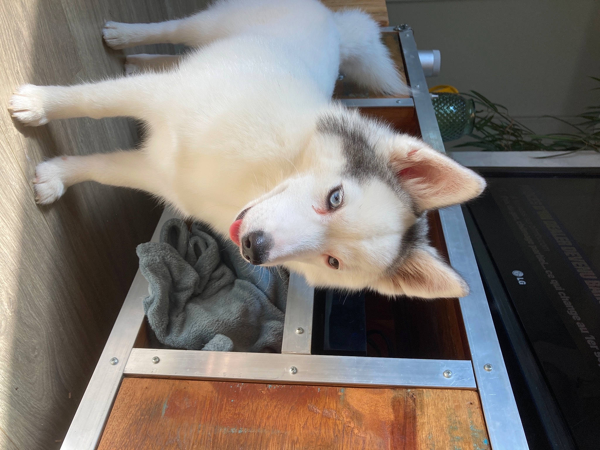 Skye a rejoint le concours — aidez-le/la à gagner de superbes lots ! american_eskimo_dog, canidae, carnivore, companion_dog, dog, dog_breed, fawn, felidae, flooring, fur, jaw, mammal, paw, samoyed, small_to_medium_sized_cats, sporting_group, tail, whiskers, wood, working_animal