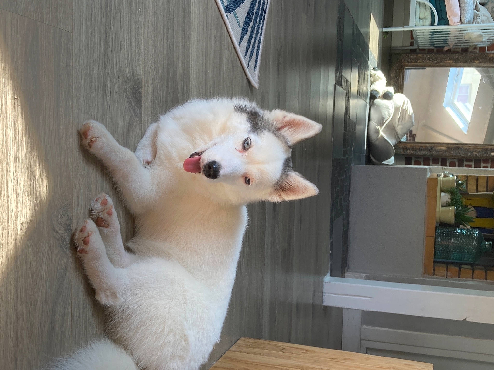 Skye participe au concours pour gagner de l'argent avec cette photo : canidae, carnivore, cat, collar, companion_dog, dog_breed, domestic_short_haired_cat, fawn, felidae, fur, hardwood, paw, plank, small_to_medium_sized_cats, snout, sporting_group, tail, terrestrial_animal, whiskers, wood