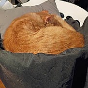 Buddy is registered to the contest to win money with this photo: cat, orange_cat, sleeping, curled_up, bean_bag, black_fabric, indoor, pet, fur, cozy, resting, animal, domestic_cat, feline, close_up, soft_texture, background_objects, chair, wooden_floor, quiet