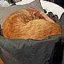cat, orange_cat, sleeping, curled_up, bean_bag, black_fabric, indoor, pet, fur, cozy, resting, animal, domestic_cat, feline, close_up, soft_texture, background_objects, chair, wooden_floor, quiet