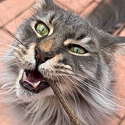 Hugo joined the competition — help win amazing prizes! cat, gray_cat, green_eyes, whiskers, close_up, playful, stick, outdoor, pet, animal, fur, mouth_open, human_hand, biting, cute, curious, portrait, feline, focus, nature