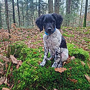 Atlas participe au concours pour gagner de l'argent avec cette photo : animal, autumn, black_and_white, collar, cute, dog, floppy_ears, forest, greenery, ground, leaves, moss, nature, outdoor, playful, puppy, sitting, trees, woodland, young_dog