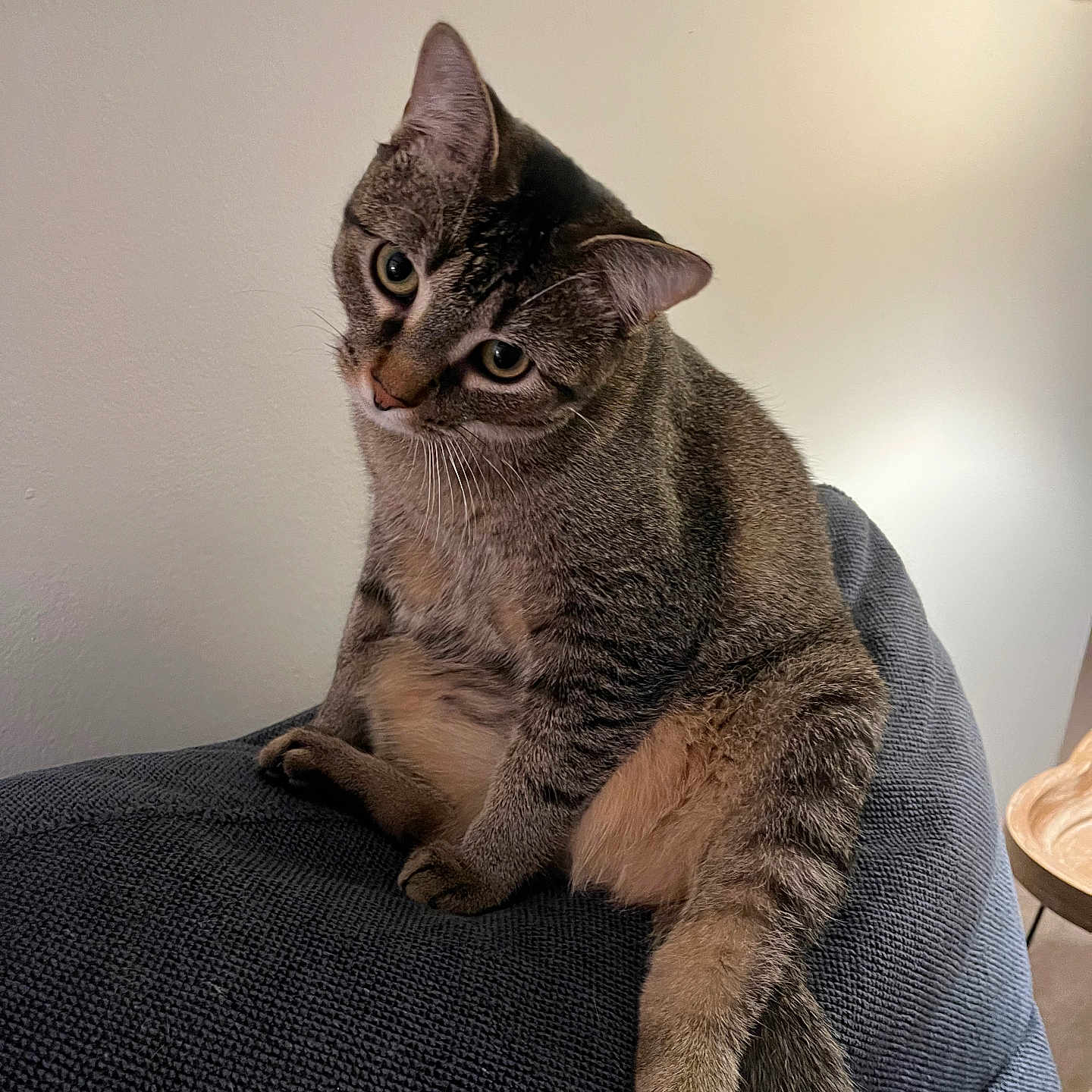 Chloe joined the competition — help win amazing prizes! cat, tabby, pet, indoor, couch, furniture, curious, sitting, head_tilt, fur, whiskers, tail, animal, domestic, portrait, looking, cozy, texture, striped, relaxed