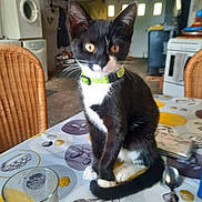 Maïa a rejoint le concours — aidez-le/la à gagner de superbes lots ! kitten, cat, black_and_white, collar, table, kitchen, chair, washing_machine, stove, spoon, glass, domestic, indoor, curious, pet, feline, tablecloth, furniture, home, animal