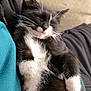 kitten, cat, sleeping, black_and_white, whiskers, fur, pet, cute, relaxed, arms, watch, person, clothing, teal_shirt, nap, indoor, close_up, feline, adorable, hand