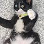 Maïa a rejoint le concours — aidez-le/la à gagner de superbes lots ! kitten, black_and_white, cat, pet, collar, bell, paw, fur, whiskers, blanket, soft_texture, indoor, cute, lying_down, pink_paw_pads, curious, young_cat, feline, domestic_animal, resting