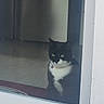 Maïa participe au concours pour gagner de l'argent avec cette photo : animal, bell, black_and_white_cat, cat, collar, curious, domestic_cat, door_frame, feline, floor, glass_door, household, indoor, looking_outside, pet, quiet, reflection, sitting, still_life, window