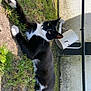 cat, black_and_white_cat, grass, garden, outdoor, watering_can, statue, turtle_statue, animal, pet, relaxed, lying_down, nature, vegetation, greenery, curious, fur, whiskers, daylight, shadow