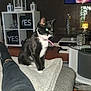 cat, tuxedo_cat, collar, blanket, couch, person, leg, pants, living_room, clock, shelf, box, television, face, floor, tile_floor, lamp, decor, furniture, indoor