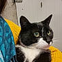 cat, tuxedo_cat, black_and_white, pet, indoor, cozy, sweater, yellow, scarf, blue, fur, whiskers, closeup, comfort, portrait, animal, domestic_cat, looking_away, cute, relaxed