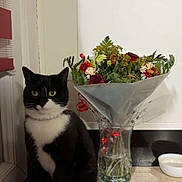 Maïa a rejoint le concours — aidez-le/la à gagner de superbes lots ! animal, black_and_white, bouquet, cat, cozy, curious, decor, domestic_cat, flowers, fur, houseplant, indoor, mat, pet, plant, sitting, still_life, tabletop, tuxedo_cat, vase