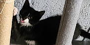 Maïa a rejoint le concours — aidez-le/la à gagner de superbes lots ! kitten, cat, black_and_white, scratching_post, claws, playful, fur, pet, indoor, furniture, texture, wall, animal, cute, small, young, whiskers, paw, tongue, resting