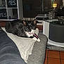 cat, black_and_white_cat, blanket, couch, indoor, living_room, floor, tile_floor, furniture, decor, glass_table, shelving_unit, cushion, pet, animal, relaxing, collar, playful, cozy, home