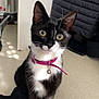 cat, tuxedo_cat, indoor, floor, collar, bell, pet, animal, curious, yellow_eyes, black_and_white, feline, sitting, sunlight_spots, quilted_jacket, chair, home, cute, whiskers, domestic_pet