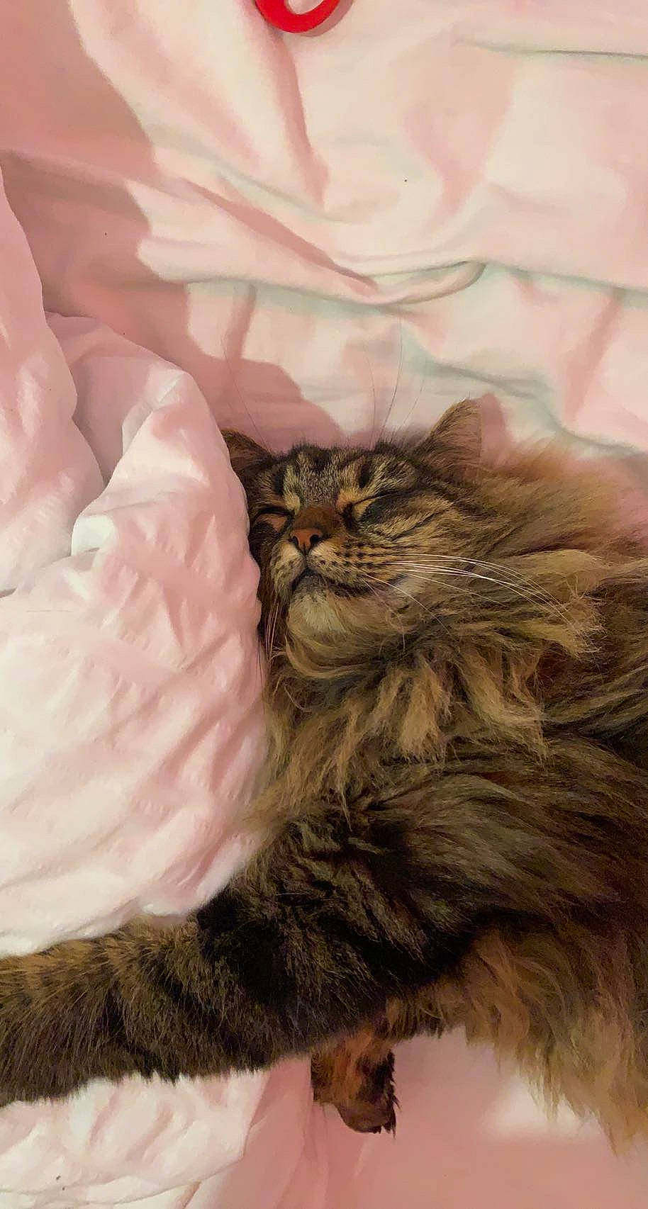 Carbonarra a rejoint le concours — aidez-le/la à gagner de superbes lots ! art, brown, carnivore, cat, claw, close_up, comfort, fawn, felidae, fur, painting, paw, peach, petal, small_to_medium_sized_cats, snout, tail, terrestrial_animal, whiskers