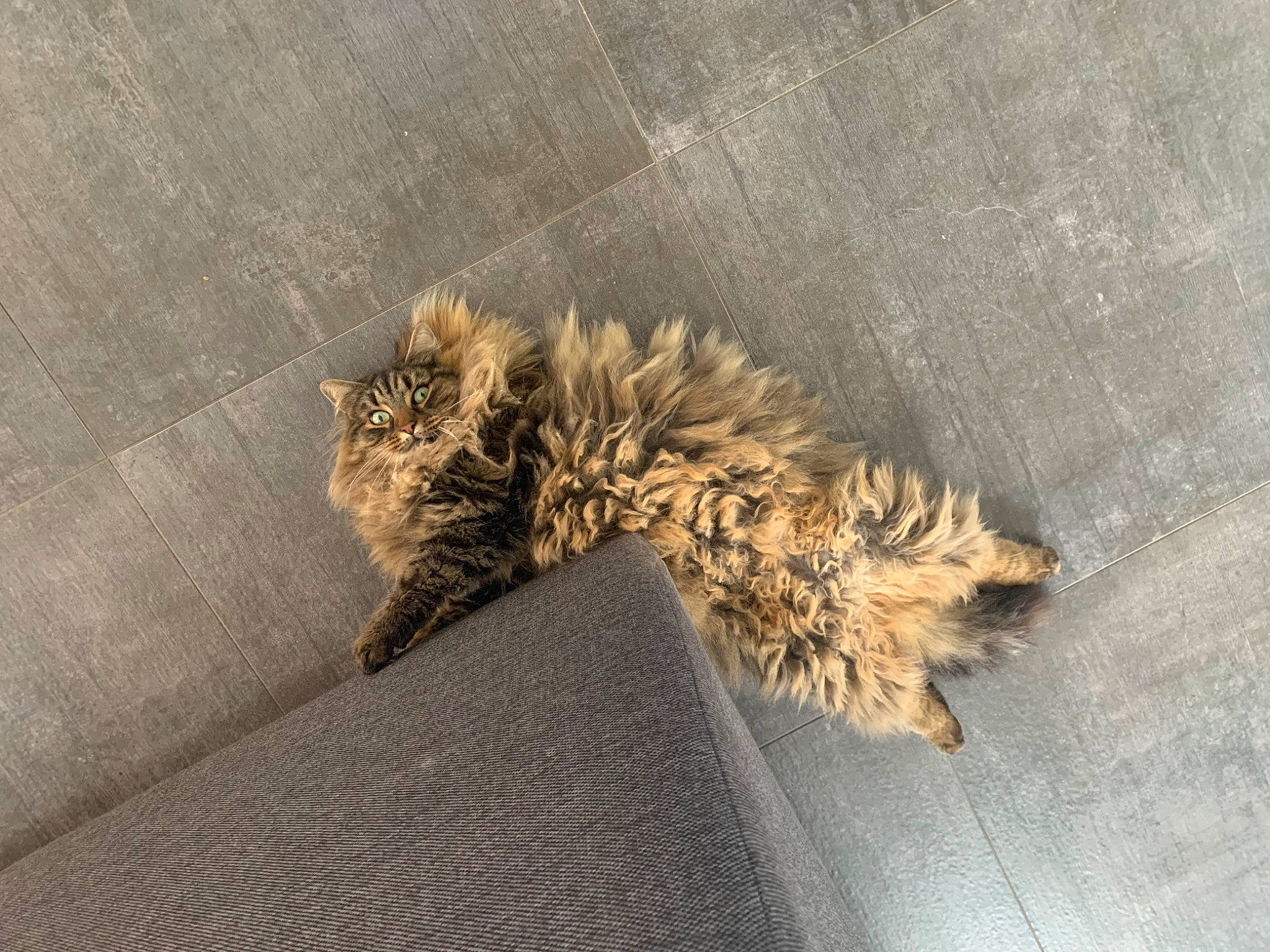 Carbonarra a rejoint le concours — aidez-le/la à gagner de superbes lots ! art, carnivore, cat, claw, fashion_accessory, feather, felidae, flooring, fur, illustration, natural_material, pattern, plant, small_to_medium_sized_cats, tail, terrestrial_animal, whiskers, wildlife, wing, wood