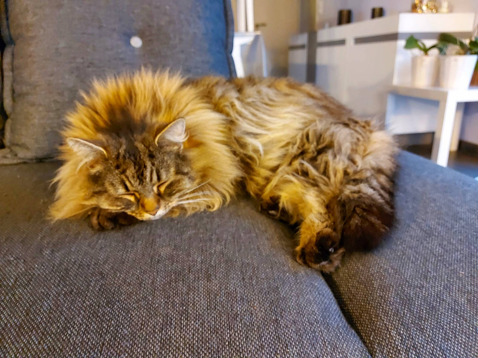 Carbonarra participe au concours pour gagner de l'argent avec cette photo : carnivore, cat, claw, comfort, companion_dog, eye, fawn, felidae, flooring, fur, hardwood, maine_coon, paw, small_to_medium_sized_cats, snout, tail, terrestrial_animal, whiskers, wildlife, wood