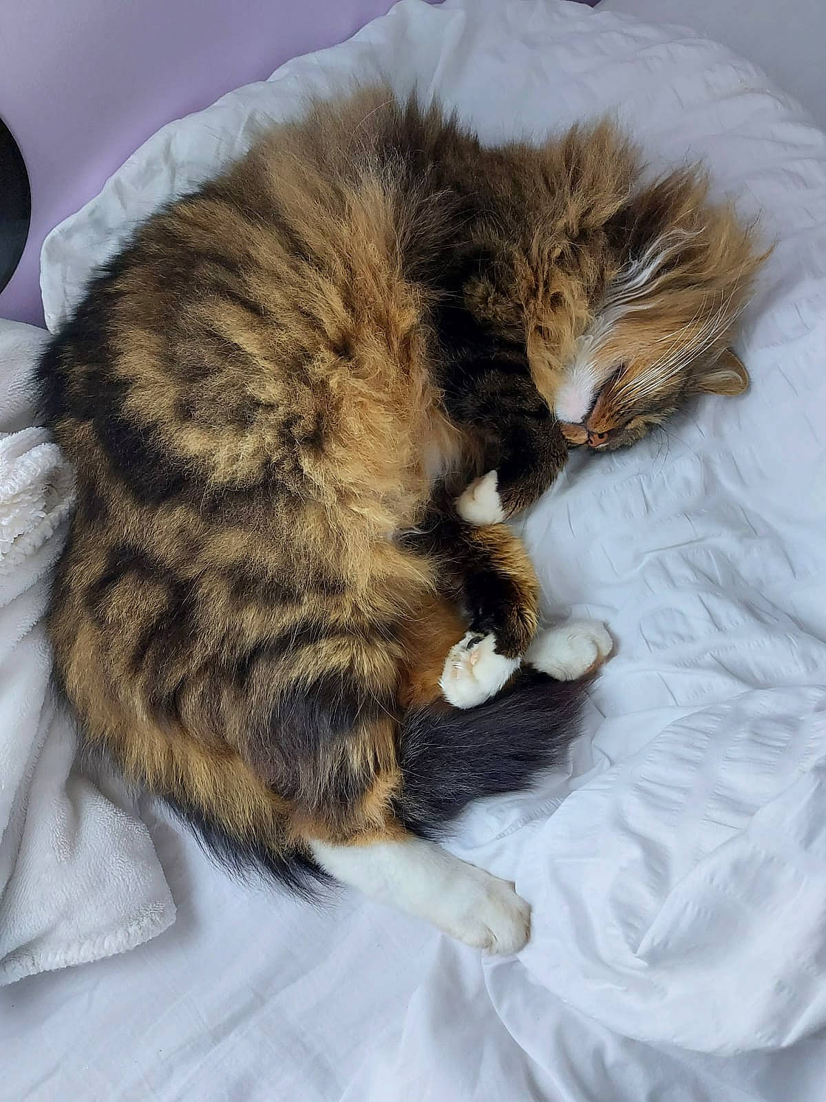 Jerry participe au concours pour gagner de l'argent avec cette photo : carnivore, cat, claw, coffee_cup, comfort, cup, drinkware, ear, eye, fawn, felidae, mammal, paw, serveware, small_to_medium_sized_cats, snout, tableware, tail, vertebrate, whiskers