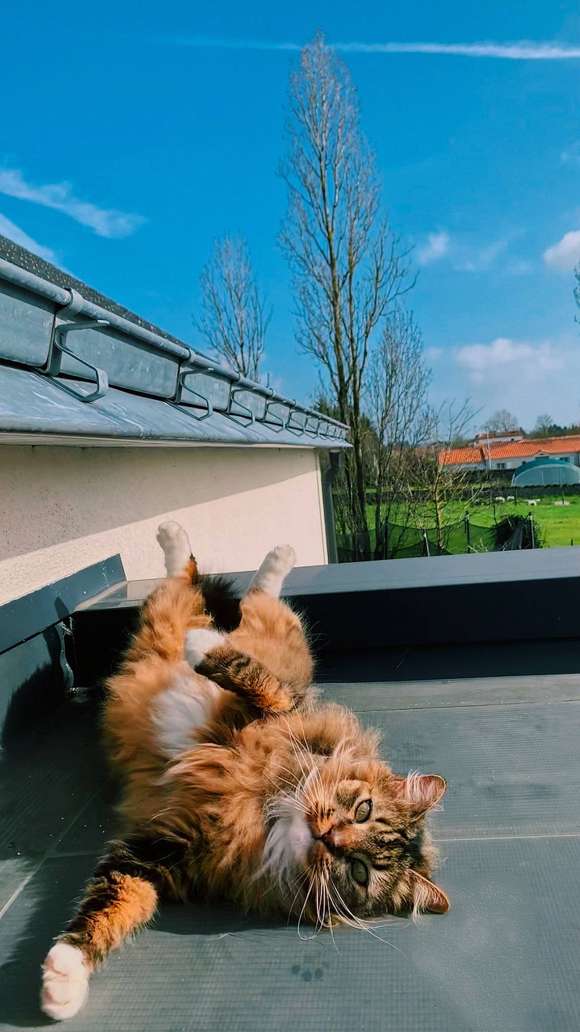 Jerry a rejoint le concours — aidez-le/la à gagner de superbes lots ! asphalt, carnivore, cloud, companion_dog, dog_breed, fawn, felidae, fur, grass, lion, plant, road_surface, sky, small_to_medium_sized_cats, snout, tail, terrestrial_animal, tree, whiskers, window