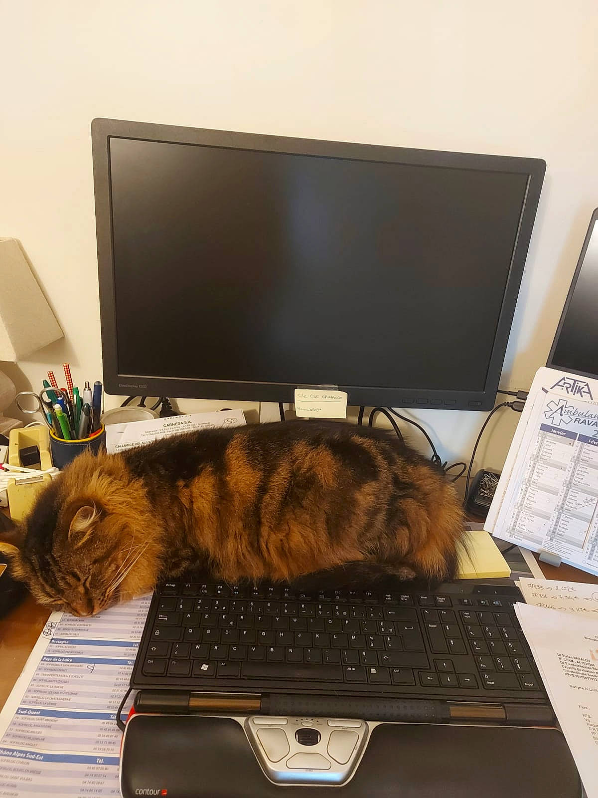 Jerry a rejoint le concours — aidez-le/la à gagner de superbes lots ! carnivore, cat, comfort, computer, computer_desk, computer_keyboard, computer_monitor, felidae, furniture, input_device, laptop, mammal, netbook, office_equipment, output_device, peripheral, personal_computer, space_bar, table, touchpad