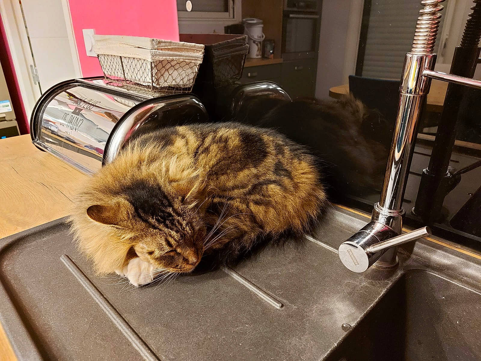 Jerry a rejoint le concours — aidez-le/la à gagner de superbes lots ! baggage, carnivore, cat, comfort, domestic_short_haired_cat, felidae, flooring, fur, hardwood, luggage_and_bags, metal, nap, picture_frame, plant, room, sleep, small_to_medium_sized_cats, tail, whiskers, wood