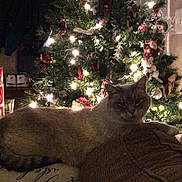 Cosmo joined the competition — help win amazing prizes! cat, christmas_tree, holiday, lights, decorations, cushion, indoor, cozy, feline, relaxing, festive, ornaments, soft_lighting, warm, home, pet, animal, seasonal, comfort, background