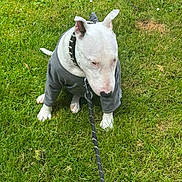 Phuket participe au concours pour gagner de l'argent avec cette photo : dog, white_dog, sweater, leash, grass, outdoor, pet, animal, canine, ears, collar, sitting, greenery, nature, daylight, fur, quiet, calm, closeup, portrait