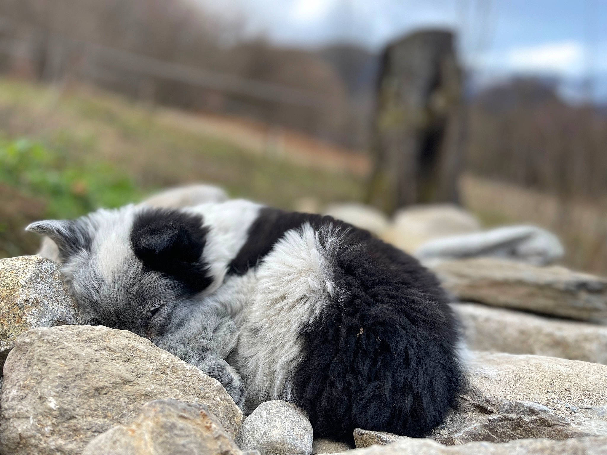 Twix a rejoint le concours — aidez-le/la à gagner de superbes lots ! bedrock, bored, canidae, carnivore, dog, dog_breed, fur, grass, landscape, rock, sky, snout, sporting_group, terrestrial_animal, wildlife