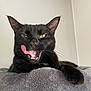 cat, black_cat, tongue_out, licking, pet, feline, whiskers, paw, fur, indoor, cozy, blanket, relaxed, animal, cute, domestic_animal, closeup, expression, resting, ears