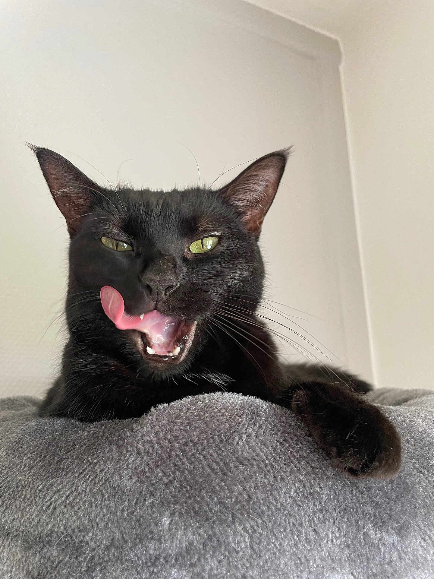 Olie a rejoint le concours — aidez-le/la à gagner de superbes lots ! cat, black_cat, tongue_out, licking, pet, feline, whiskers, paw, fur, indoor, cozy, blanket, relaxed, animal, cute, domestic_animal, closeup, expression, resting, ears